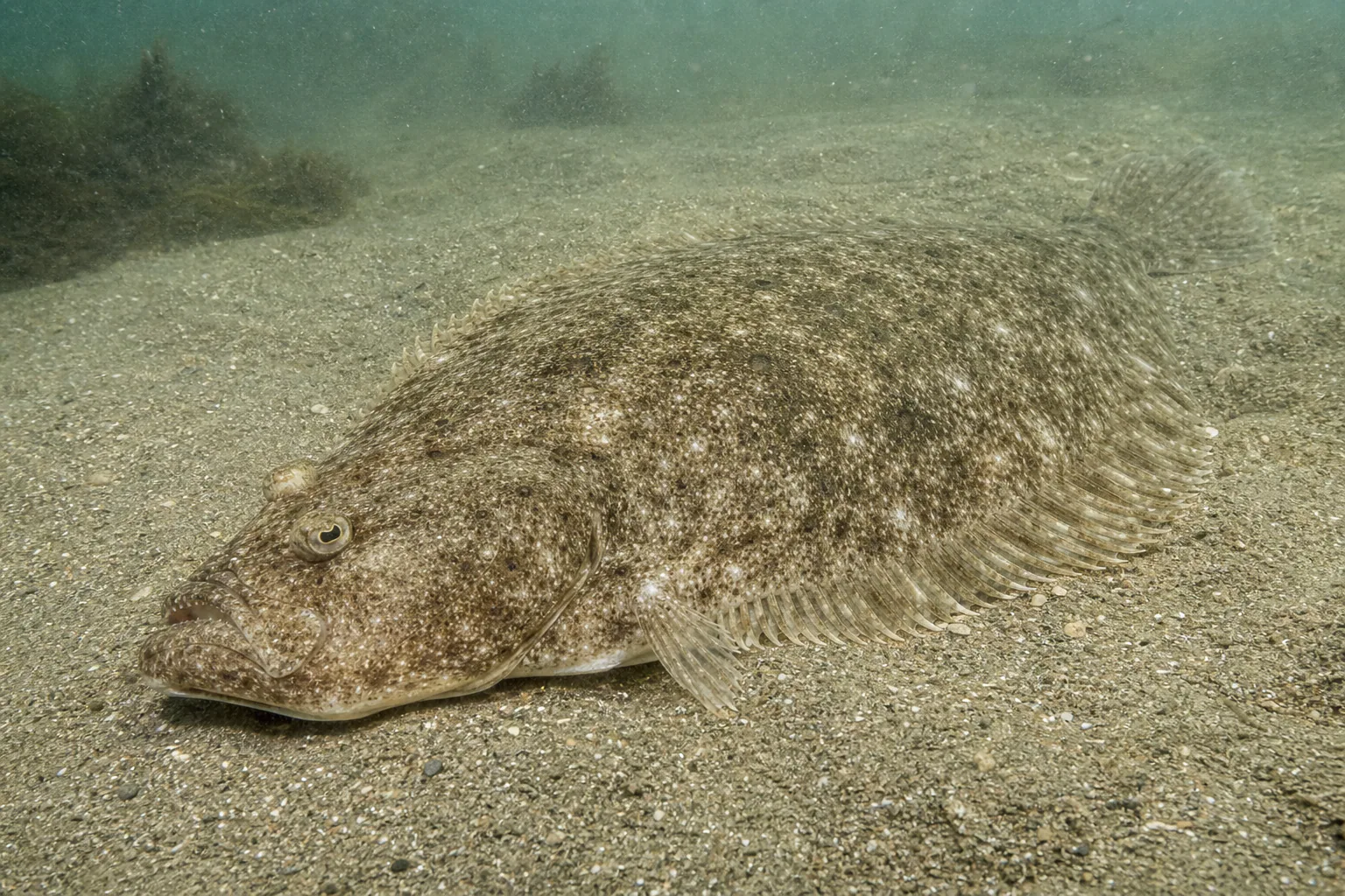 California Halibut in its habitat