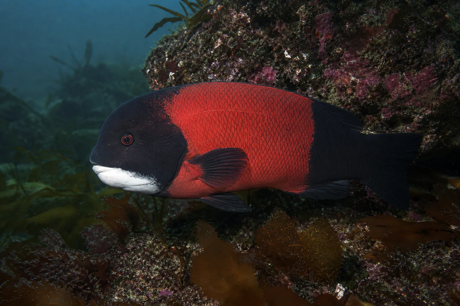 California Sheephead in its habitat