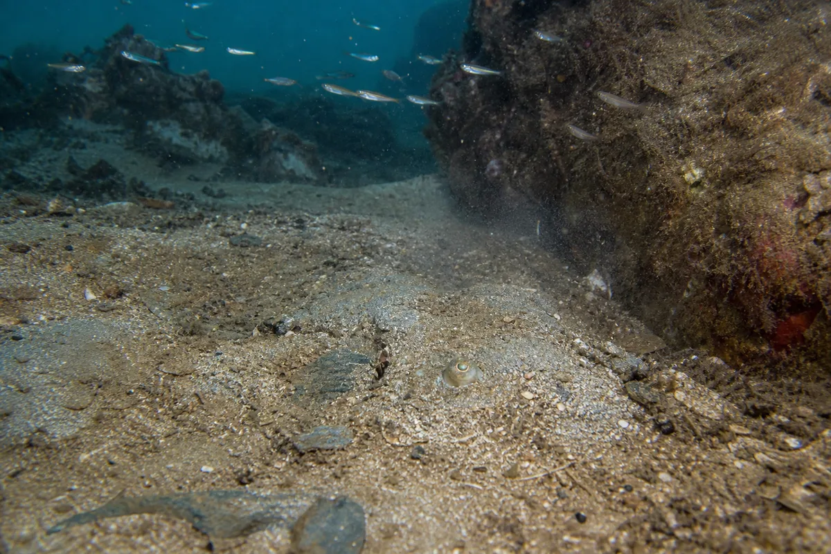 Representative benthic behavior context for Lingcod