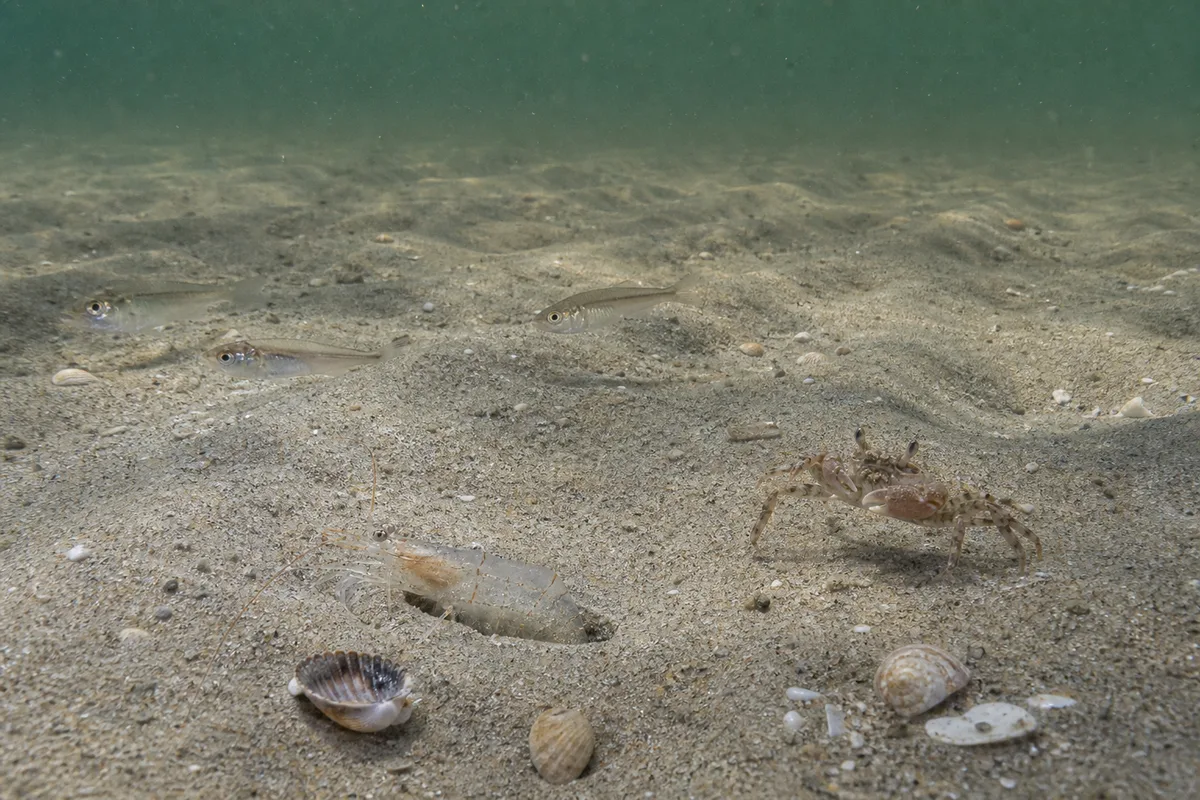 Representative documented prey and forage for Ocean Whitefish