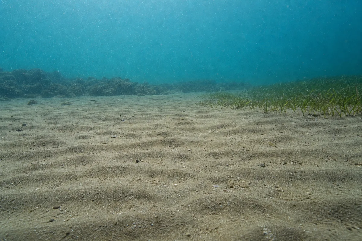 Representative habitat for Barred Sand Bass