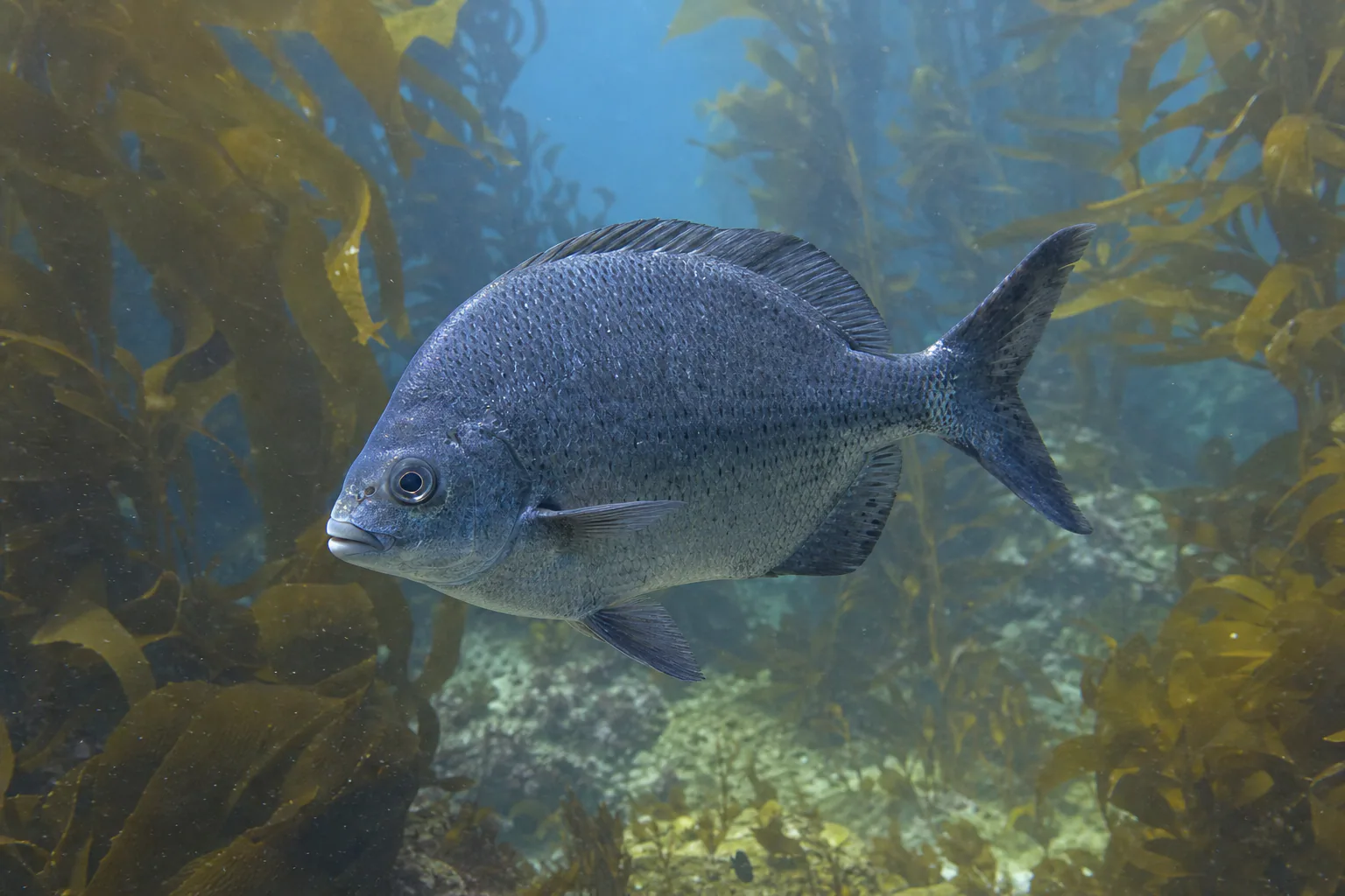 Halfmoon (Blue Perch) in its habitat