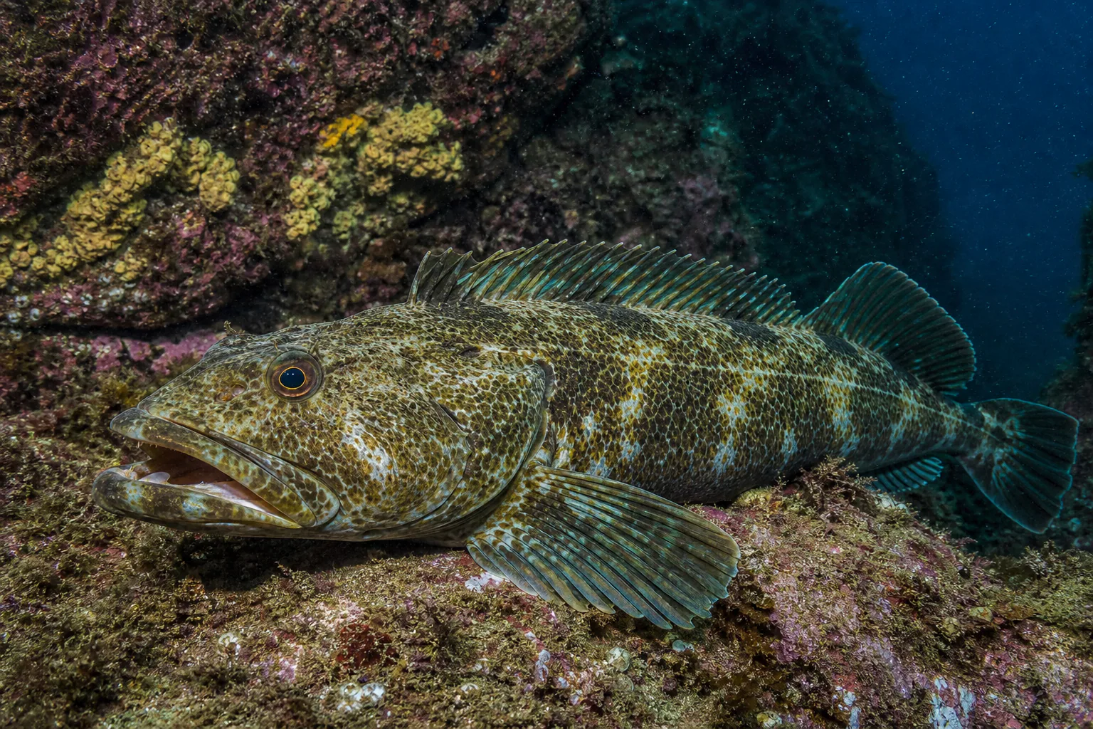Lingcod in its habitat