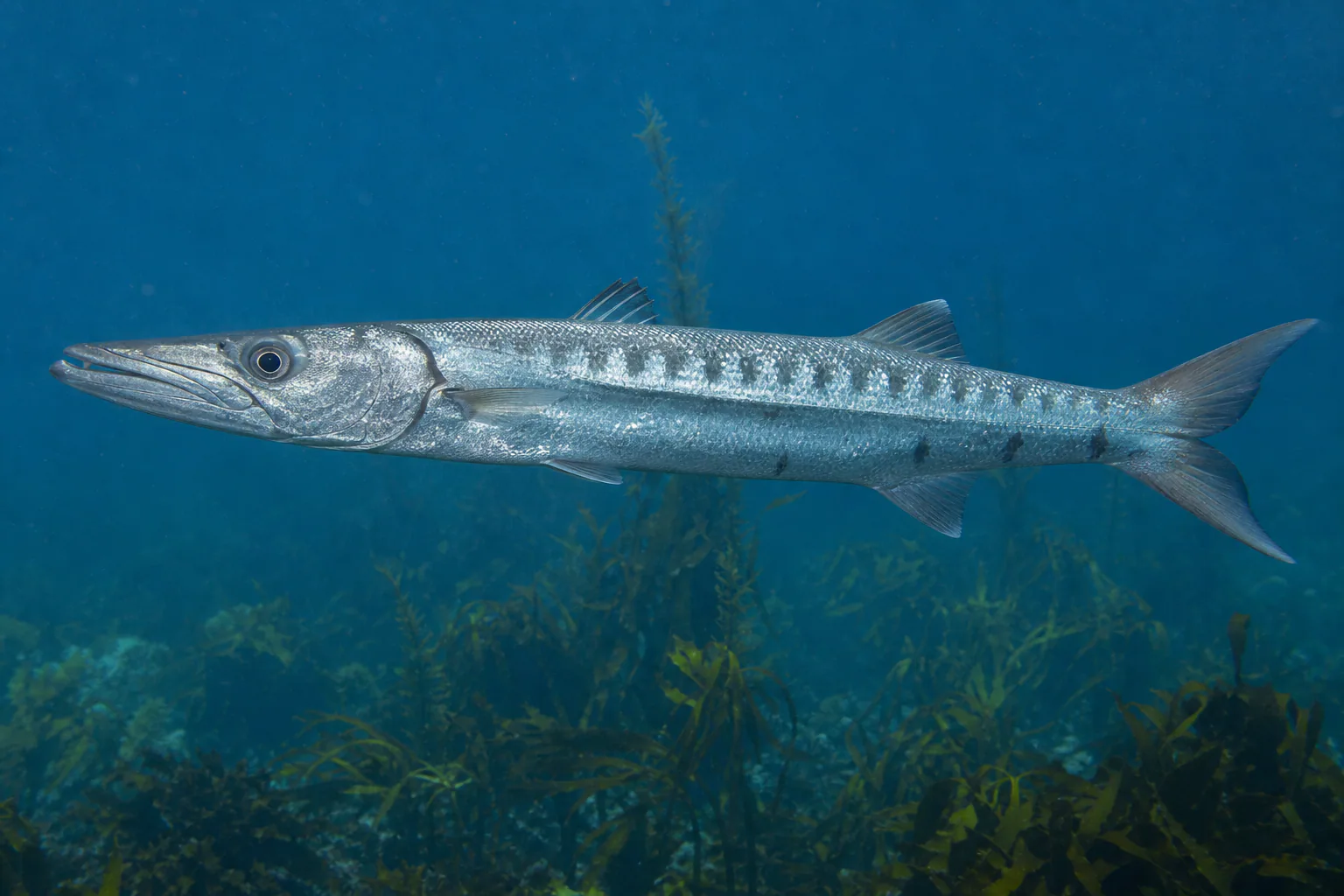 Pacific Barracuda in its habitat