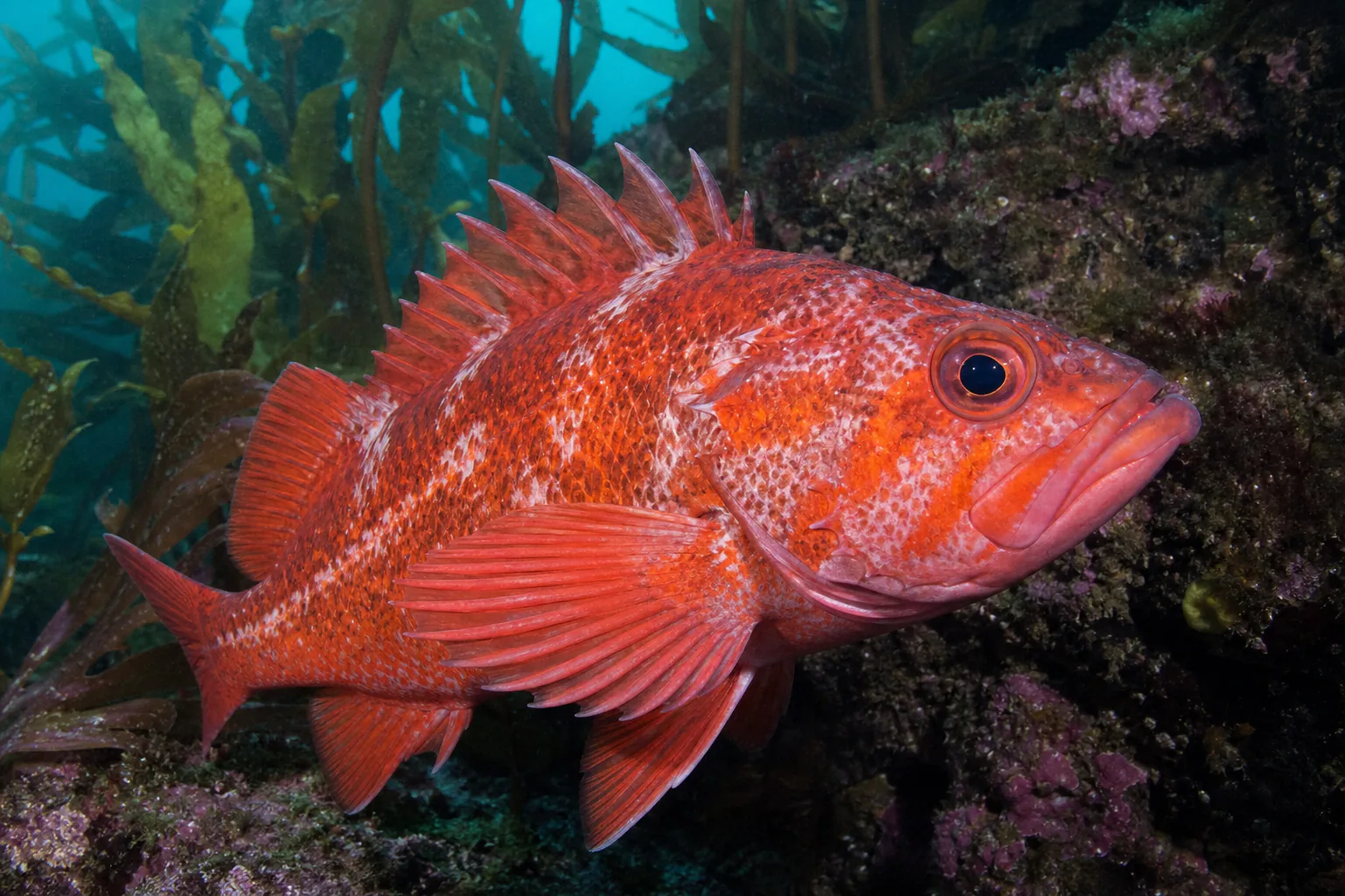 Rockfish in its habitat